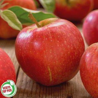 Honeycrisp Apple Tree Thumbnail